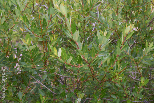 Salix caprea