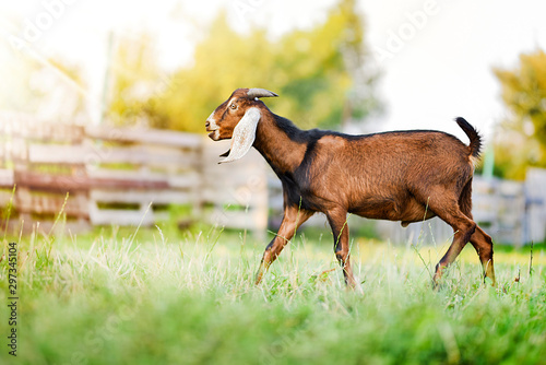 Anglo Nubian goat on beautiful grass or meadow in summer time.