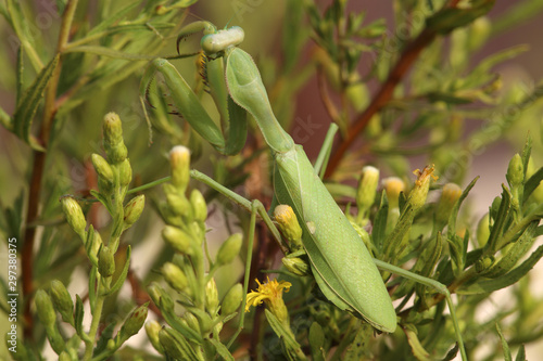 Common Mantis or Santateresa (Mantis religiosa) sits on green-yellow bush