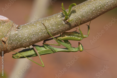 Common Mantis or Santateresa (Mantis religiosa)
