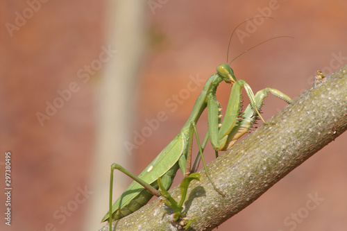 Common Mantis or Santateresa (Mantis religiosa)