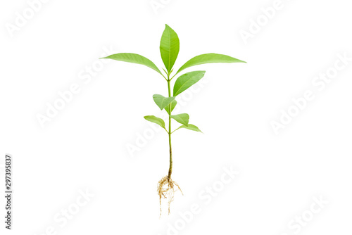 Young green plant / growing sprout with root white isolated, natural germination process, produce new leaves or buds. Used for photo graphic edit and symbolic of a new life or new business development