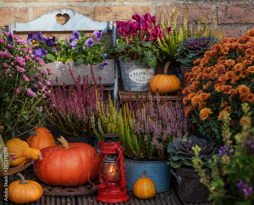 Autumn flowers outdoor