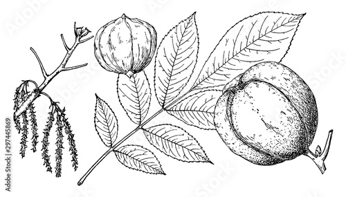 Branch of Shellbark Hickory vintage illustration.