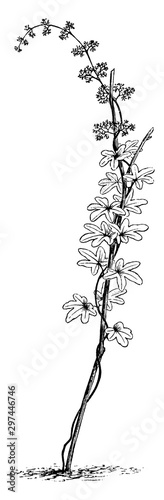 Lygodium Palmatum vintage illustration.