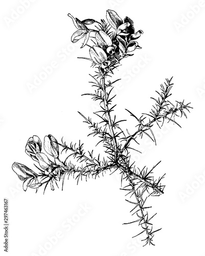 Ulex Europaeus vintage illustration.