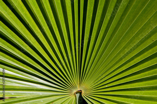 Closeup of saw palmetto (Serenoa repens AKA sabal serrulata) fan with image blurring as move away from fan center.