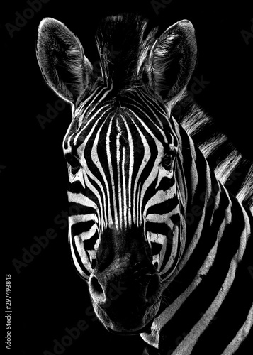 Black and White Zebra Portrait on a black background