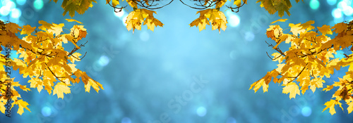 Decorative autumn banner decorated with branches with fall golden yellow maple leaves on background of autumnal foliage and shiny glowing bokeh, Indian summer. Toned image.