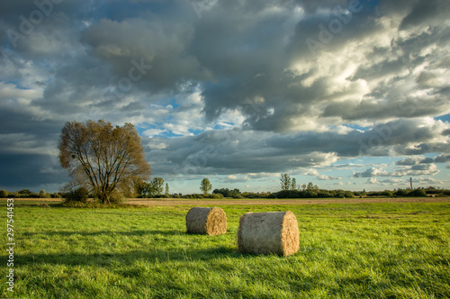 Circles of hay lying on a green meadow, tree and clouds on the sky