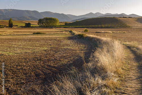 Landscape with vineyards in Badaran, La Rioja, Spain