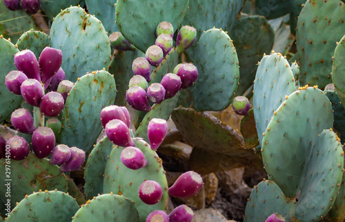 Blooming Cactus