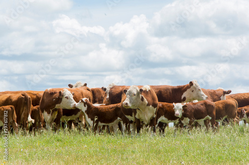 ganado hereford sobre pastura en el campo