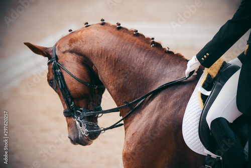 Portrait of a beautiful elegant sorrel horse with braided mane, which is held by the bridle of the rider on the move.