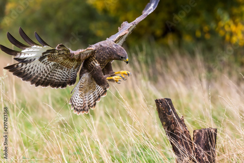  A wild buzzard landing on a tree stump.The Buzzard is a bird of prey in the Hawk and Eagle family.
