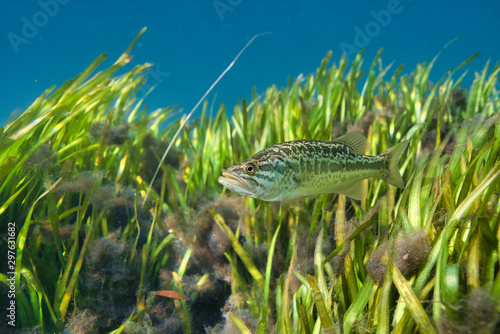 A beautiful young Largemouth Bass (Micropterus salmoides) hovers near an eel grass bed. Largemouth Bass are highly prized by sport fishermen, and are the state freshwater fish of Florida. 