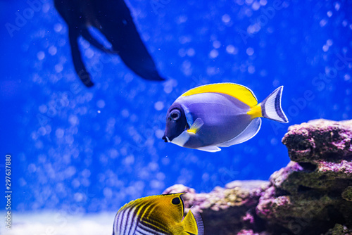 Yellow-faced Angelfish swimming over a tropical coral reef