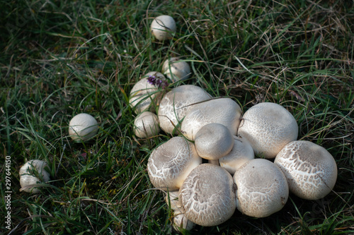 Gruppe Wiesenchampignon