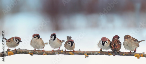 panoramic portrait many little funny birds sparrows sitting on a branch in the garden