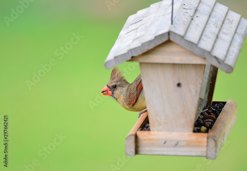 Female Northern Cardinal on old wooden bird feeder with seed in her beak - Soft Green BG with Copy Space