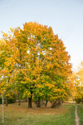 Sunny Autumn Road in golden forest