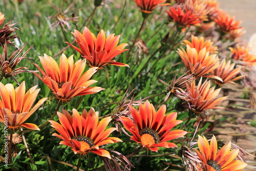 Gazanias 20154