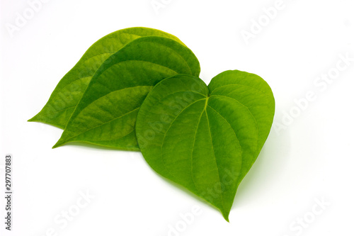 Fresh Piper betel leaf on white background