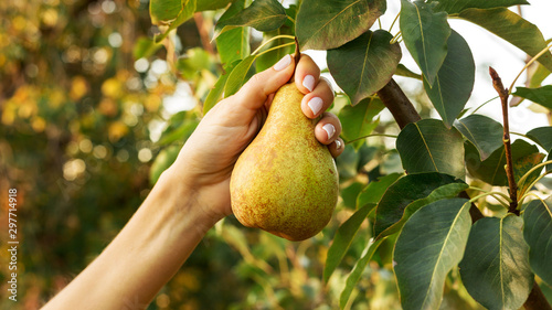 Female hand holds beautiful tasty ripe pear on branch of pear tree in orchard for food or juice, harvesting. Autumn harvest in the garden outside. Village, rustic style. Eco, farm products.