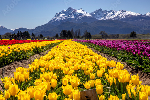 Campo de tulipanes en Trevelin, Chubut, Argentina.