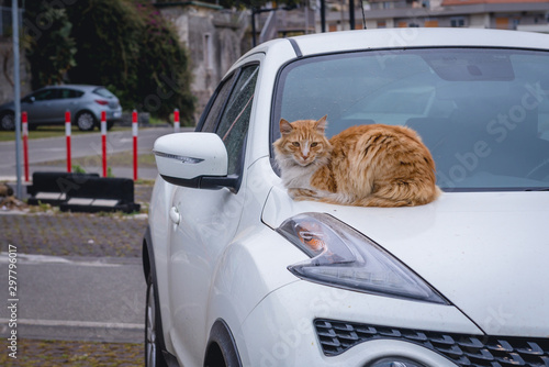 Ginger cat sits on a car hood in Acireale town on Sicily Island in Italy