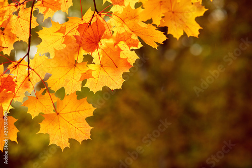 Bright autumn mapple leaves on dark background, beautiful lighting