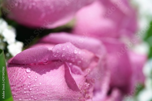 pink rose with water drops of dew
