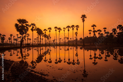 Beautiful scenery silhouette Sugar Palm Tree on the rice field during twilight sky before Sunrise in the moring with Reflection on the Water at Pathumthani province,Thailand.