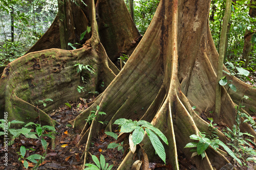 Buttress roots of the trees in the rain forest. Borneo, Mulu National Park