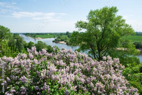 Fliederbusch an der Weser in Baden bei Achim