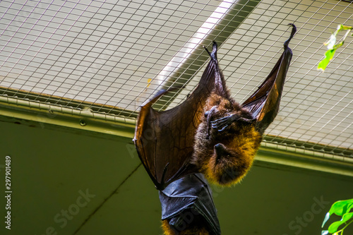 rodrigues flying fox hanging on the ceiling in closeup, Tropical mega bat, Endangered animal specie from Africa