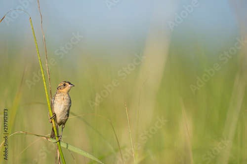 A Saltmarsh Sparrow perched on green marsh grasses in the bright sun with a smooth green and blue background.