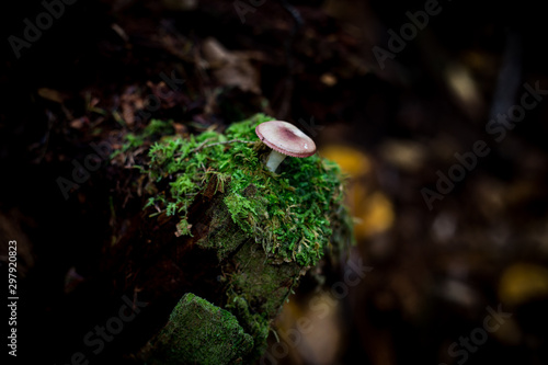 mushroom on a moss carpet stump