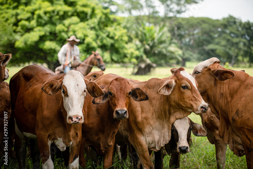 Ganado en el campo de Montería Córdoba Colombia