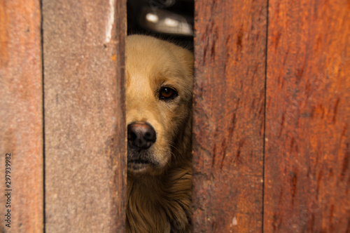 Enclosed dog looking through the door. Sad dog locked looking out of a hole. Animal abuse concept. Homeless dog concept.