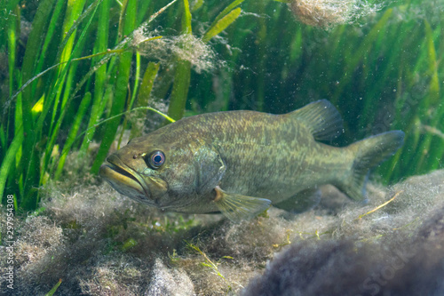 A large Largemouth Bass (Micropterus salmoides) waits for prey to ambush near the bottom of a central Florida spring. Largemouth Bass are aggressive predators belonging to the Sunfish family.