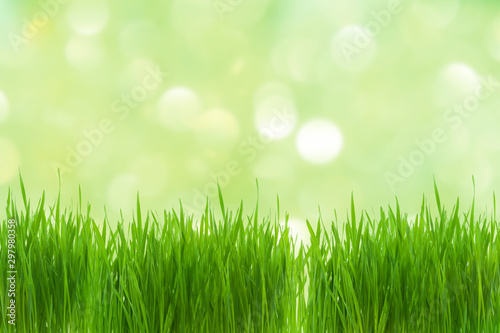 Young green wheat plant with blurred green bokeh background
