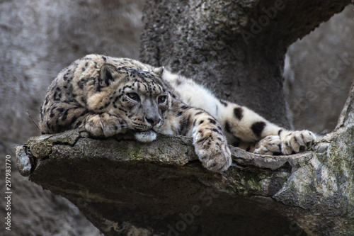 Snow leopard lying on a rock