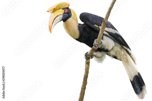 Great hornbill on branch on the White Blackground