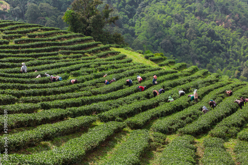 The layered tea garden along the shoulder of the valley surrounded by green nature.