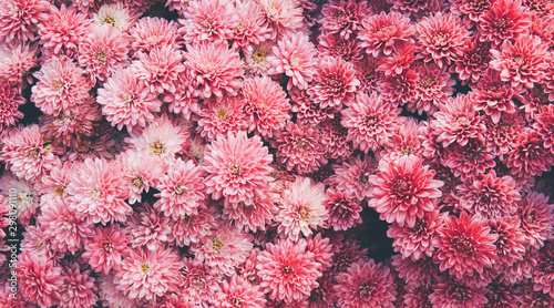 Chrysanthemum flowers as a beautiful autumn background. Fall theme concept backdrop