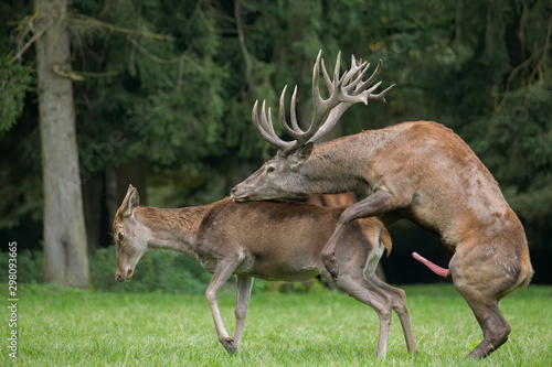 copulating red deer on the forest glade