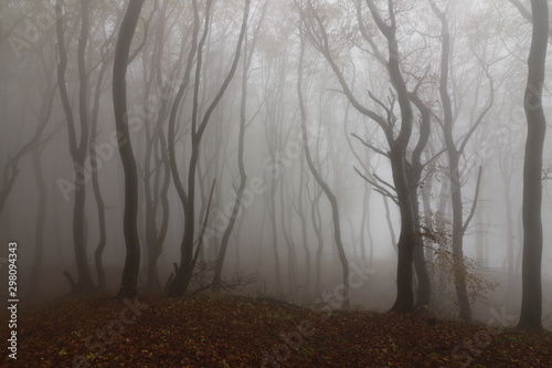 mystical forest with bare tree trunks in the mist, haunted woods