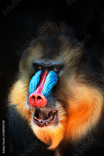 portrait of mandrill