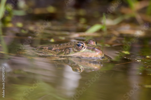 Wasserfrosch